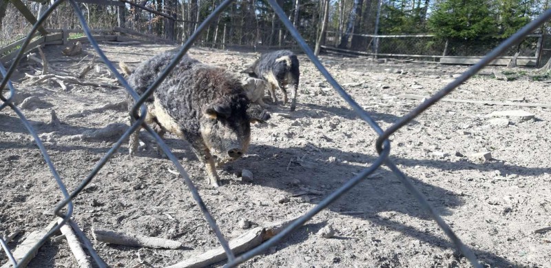 hezká přítulná zvířátka, pěkně kudrnatá