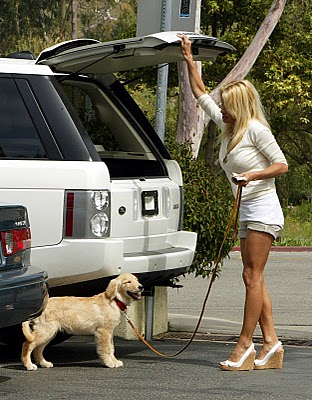 pamela dog range rover malibu 3-15.jpg