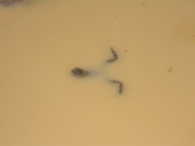 DSCN2136.jpg