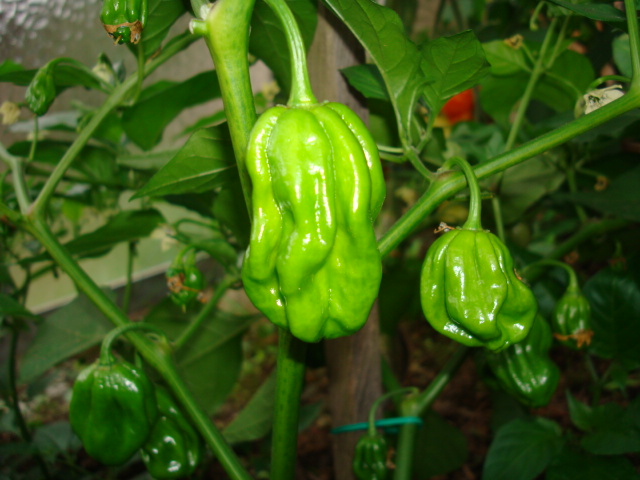 chilli2.JPG