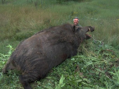 cochon 1.jpg (176.49 KiB) Zobrazeno 7433 x cochon 1.jpg