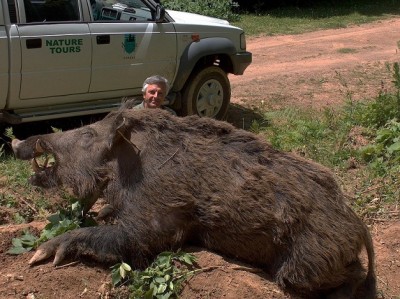 cochon.jpg (179.06 KiB) Zobrazeno 7433 x cochon.jpg