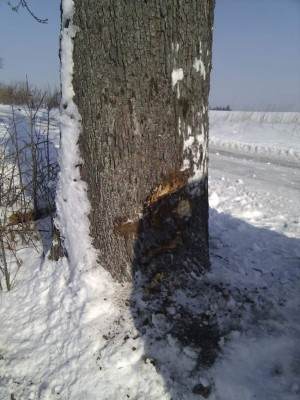 IMG_20120202_125713.jpg