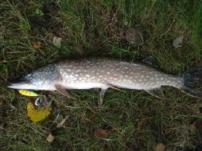 štička.jpg (199.77 KiB) Zobrazeno 5068 x štička.jpg