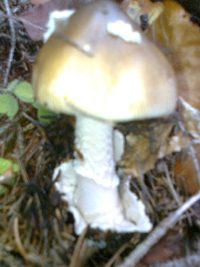 Muchotrávka zelená 0085 - kópia.jpg