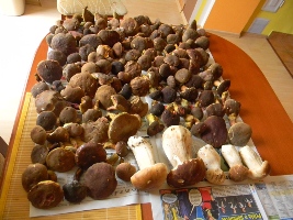 DSCN4150 - kópia.JPG