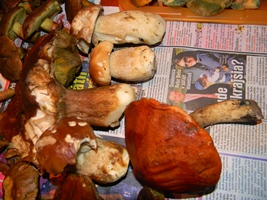 DSCN4218 - kópia.JPG