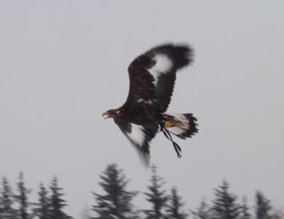 DSCF2855.JPG (147.51 KiB) Zobrazeno 5878 x DSCF2855.JPG