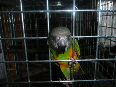 papoušek 003.JPG