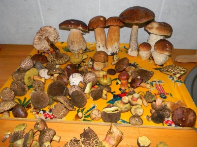 2013.6.houby 024.jpg