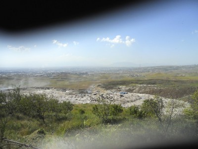stado krav pasouci se na odpadcich v Jerevanu