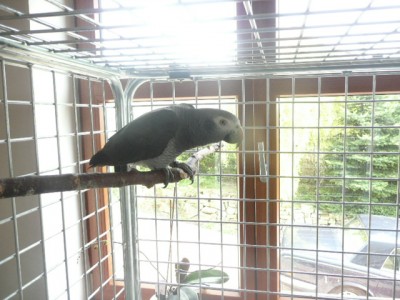 tygříček tečkovaný 002.JPG