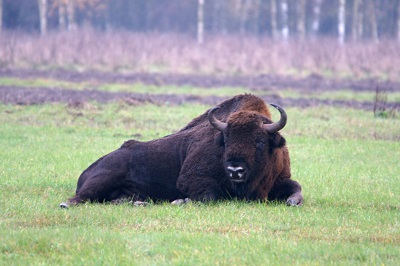 Bělověž6.jpg