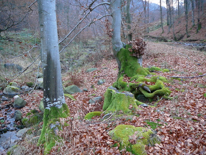 P1060389m.jpg