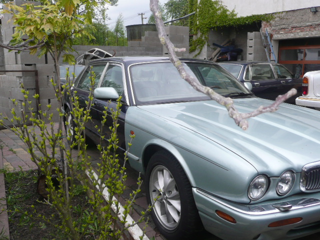 Jaguary 024.JPG