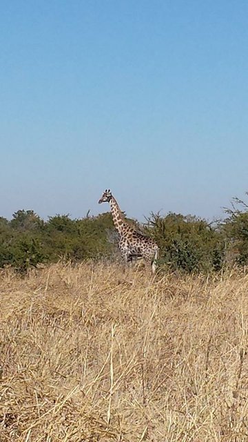 Na hranici Zimba we Bofswana