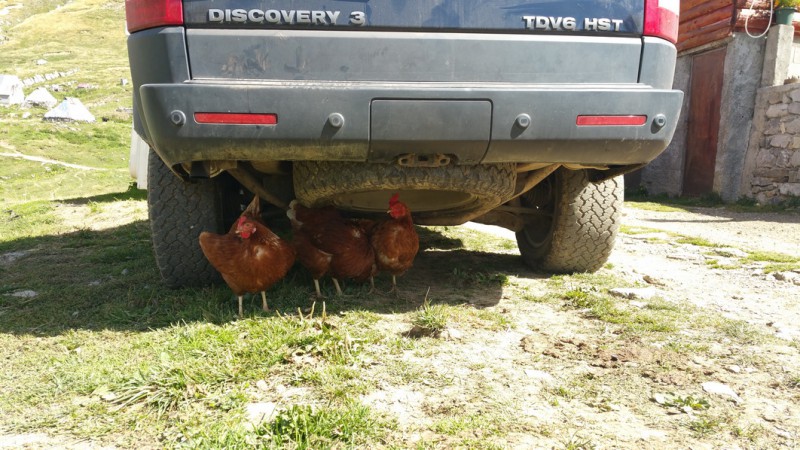 Zakladame chicken farm :)